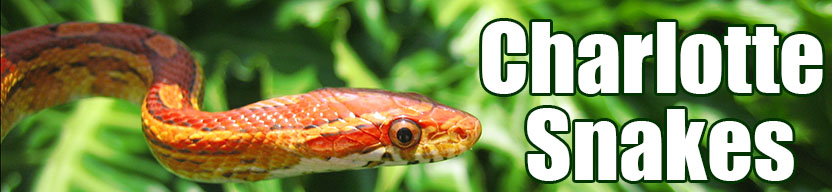 Charlotte snake
