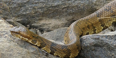 Charlotte snake